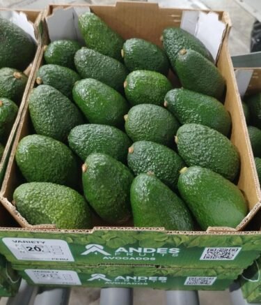 WhatsApp Image 2026-02-21 at 6.11.44 AM (3)